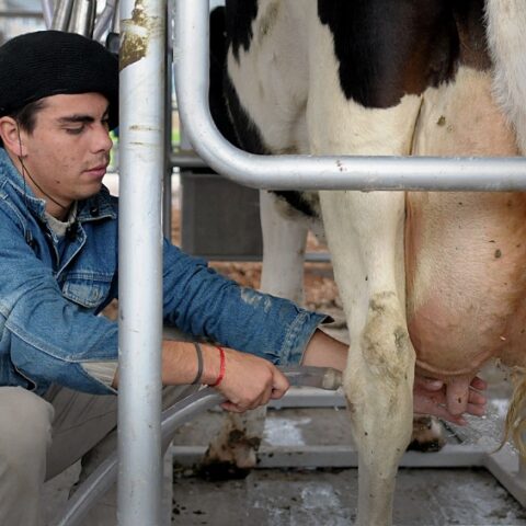 Inversiones para el sector lechero