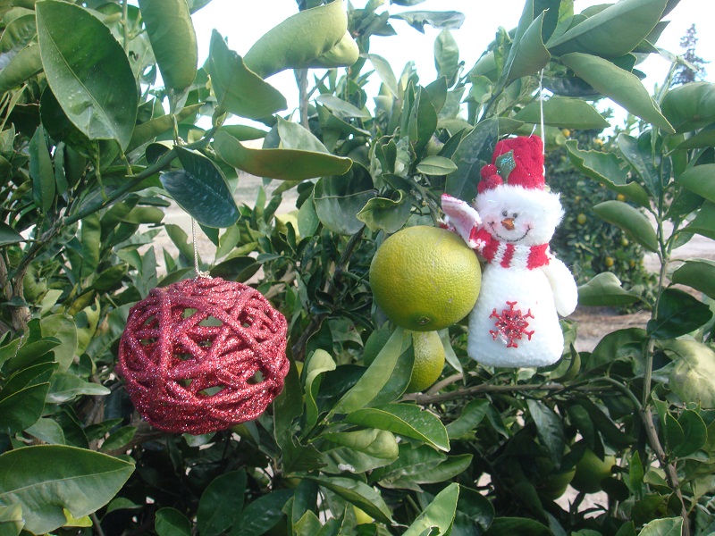 Decorar el Jardín en Navidad | Fundació Ilersis