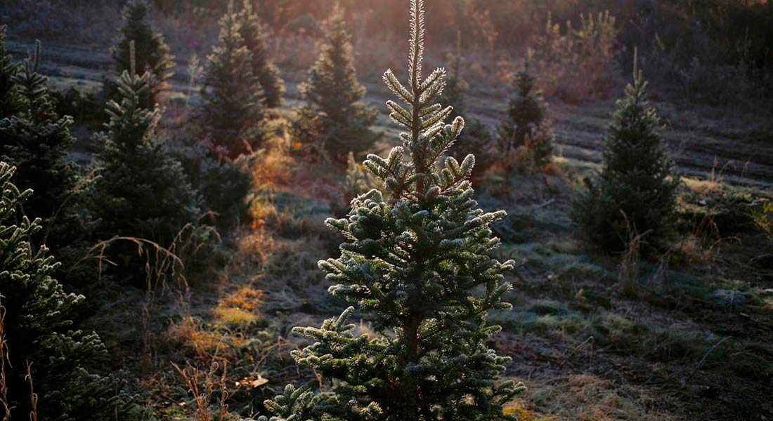 La Historia del Árbol de Navidad - Urna Bios