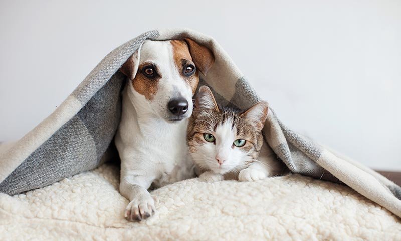 Es Ley la tenencia responsable y sanitaria de perros y gatos Es Ley la tenencia responsable y sanitaria de perros y gatos