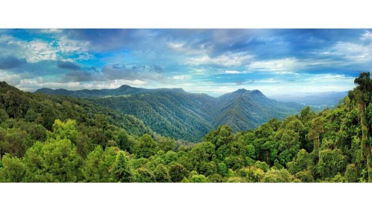 Cuando el supercontinente de Gondwana se rompió, los fragmentos se dispersaron por todo el mundo. Muchas de sus plantas antiguas todavía viven en el bosque de Dorrigo australiano.
