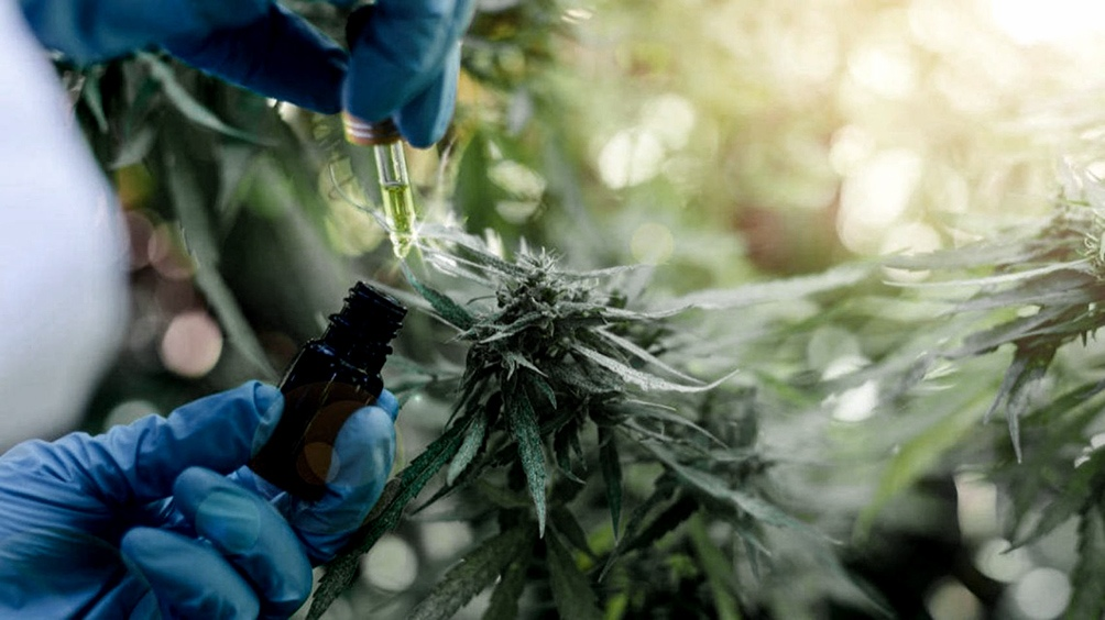 Las respuestas positivas del cannabis medicinal a la epilepsia refractaria superaron el 80%