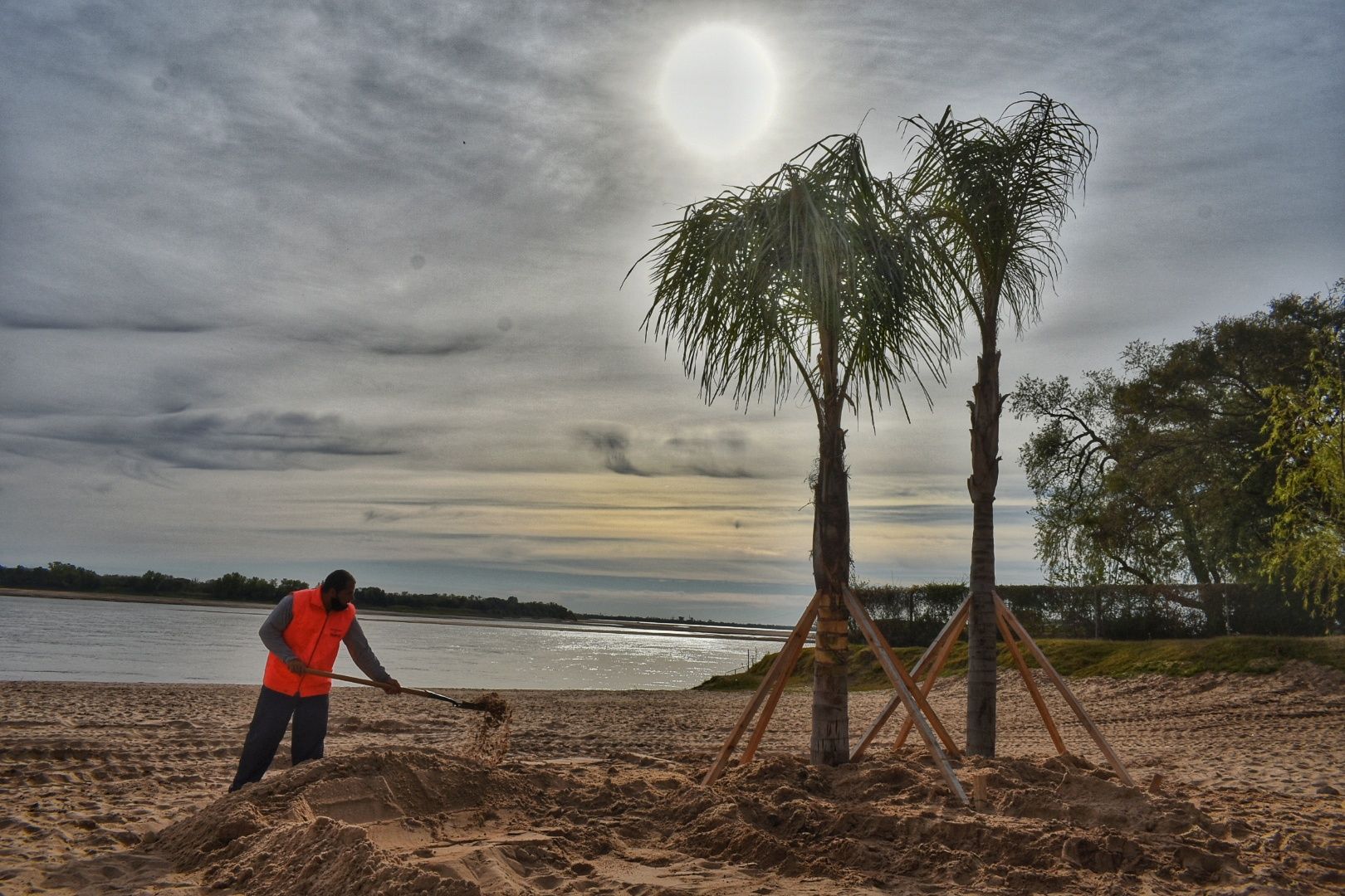 Plantan palmeras en los balnearios de la ciudad