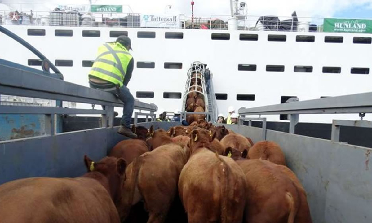 A partir del lunes se libera la exportación de vaca conserva y manufactura a China A partir del lunes se libera la exportación de vaca conserva y manufactura a China