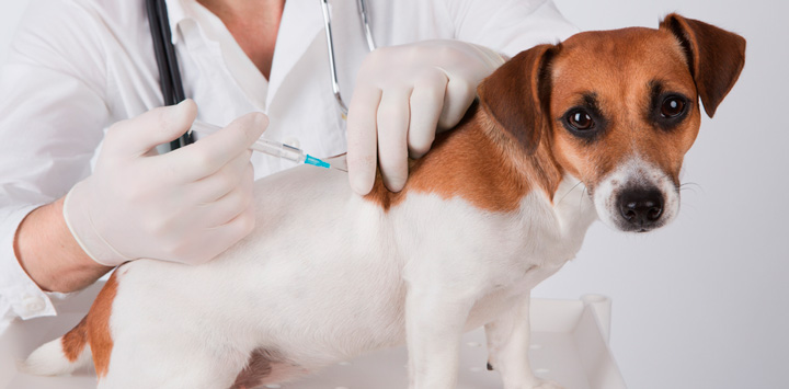 Veterinarios advirtieron sobre la baja vacunación de animales domésticos Veterinarios advirtieron sobre la baja vacunación de animales domésticos