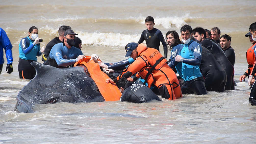El nombre de ballena “jorobada” se debe a que tienen una pequeña joroba antes de su aleta dorsal