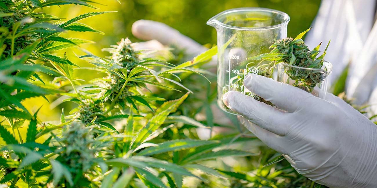 La Corte Suprema decidió que obras sociales y el Estado deberán cubrir el tratamiento con cannabis medicinal La Corte Suprema decidió que obras sociales y el Estado deberán cubrir el tratamiento con cannabis medicinal