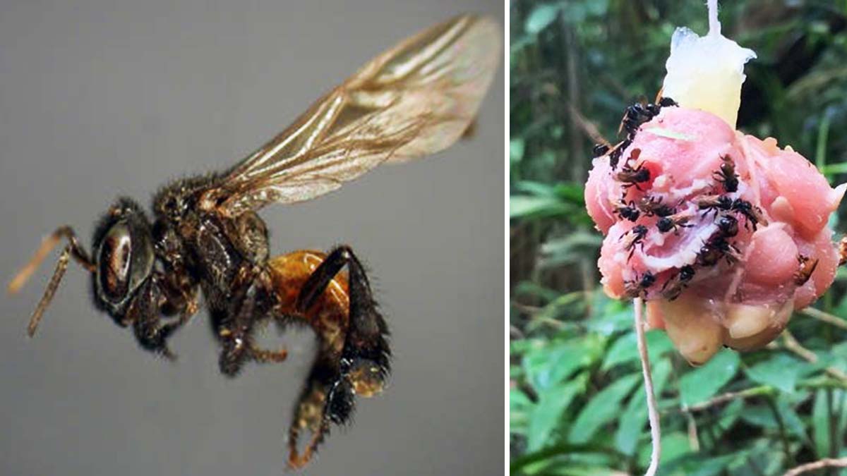 Abejas carnívoras: tienen un diente que le permite comer carne Abejas carnívoras: tienen un diente que le permite comer carne