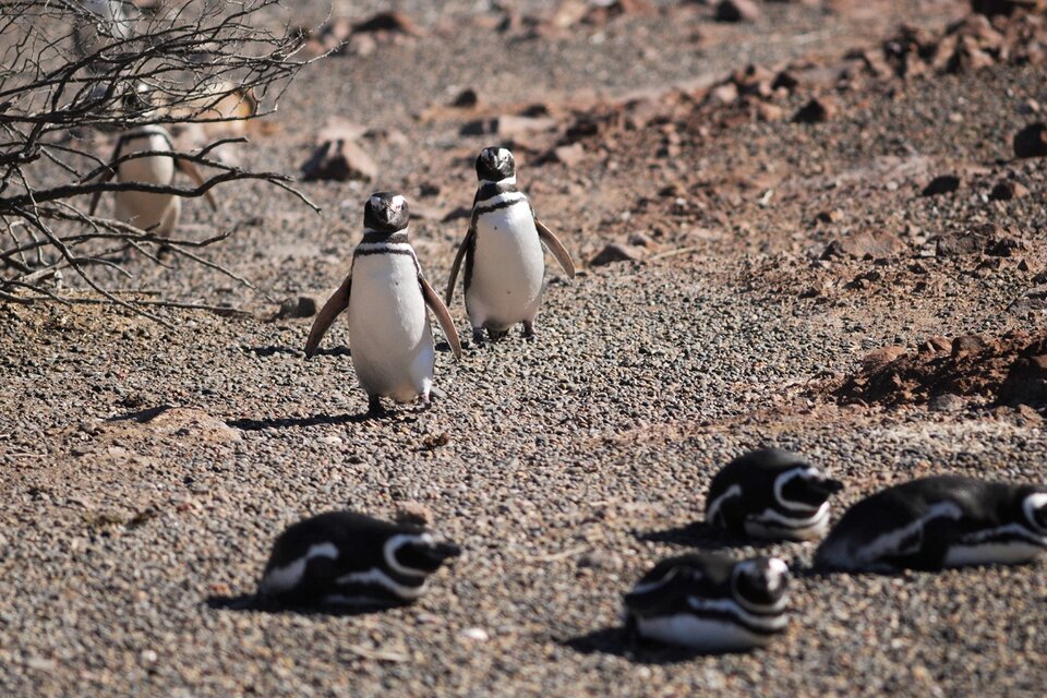 Punta Tombo: mató a más de 90 pingüinos y, con una topadora, aplastó 140 nidos