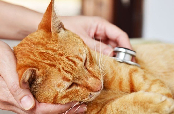 Le prohibieron ir a su casa para ver a su gato moribundo y sus compañeros renunciaron en masa Le prohibieron ir a su casa para ver a su gato moribundo y sus compañeros renunciaron en masa