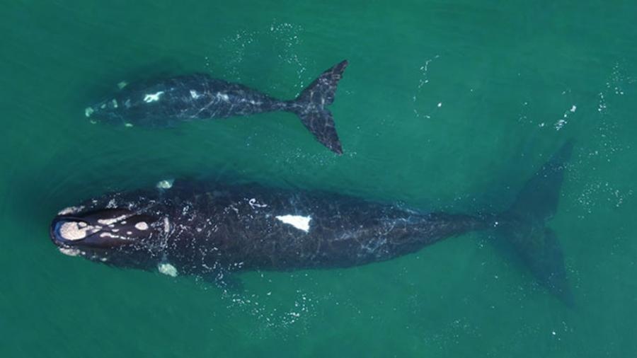 Casi medio centenar de ballenas aparecieron muertas en Península Valdés durante el 2021