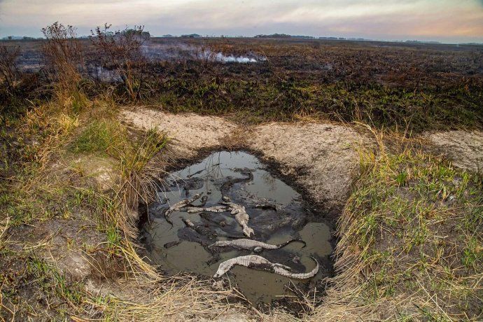 Las llamas en los Esteros del Iberá ponen en riesgo el principal proyecto de conservación del país