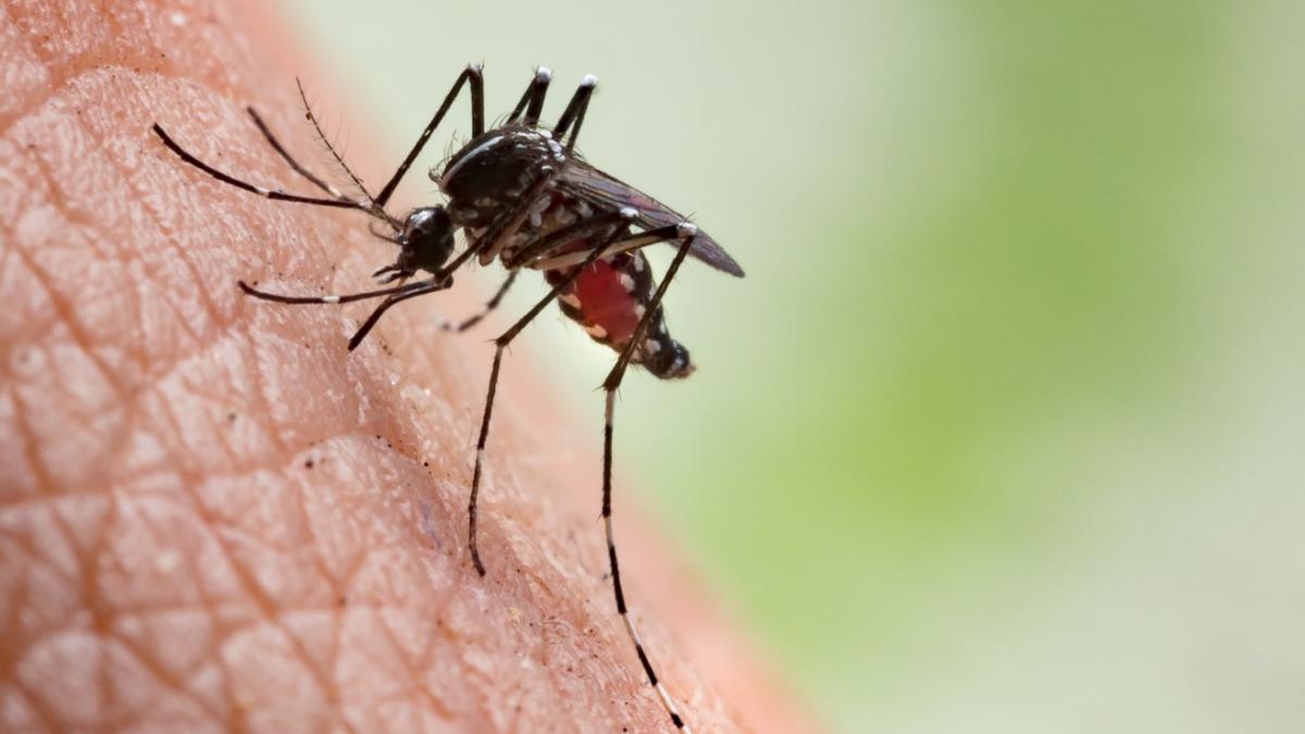 Nuevo estudio revela qué colores de ropa atraen a los mosquitos