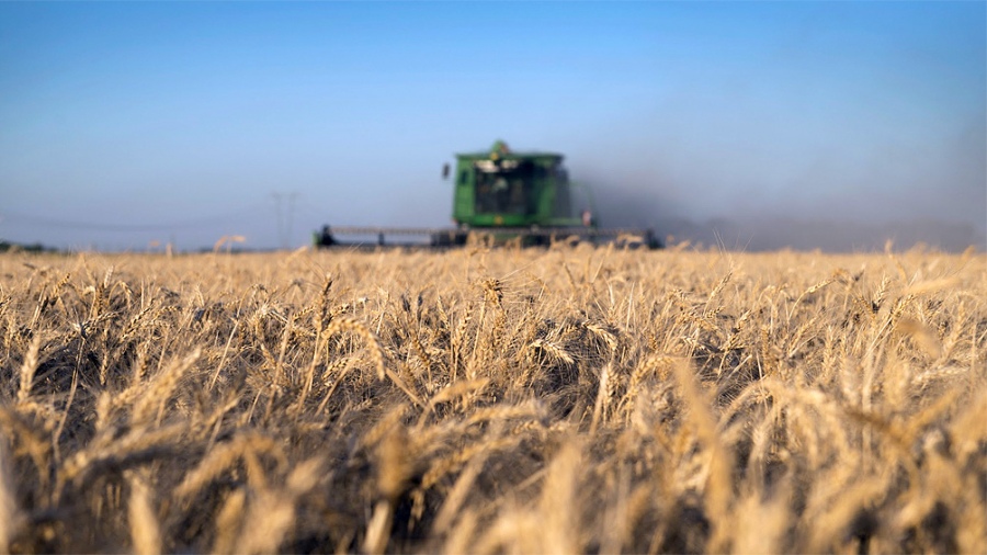 A un mes de la invasión rusa a Ucrania, se disparó el valor de los granos con el trigo en primer lugar