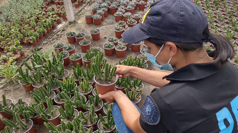 Secuestraron al menos 300 cactus alucinógenos en viveros del oeste del conurbano Secuestraron al menos 300 cactus alucinógenos en viveros del oeste del conurbano