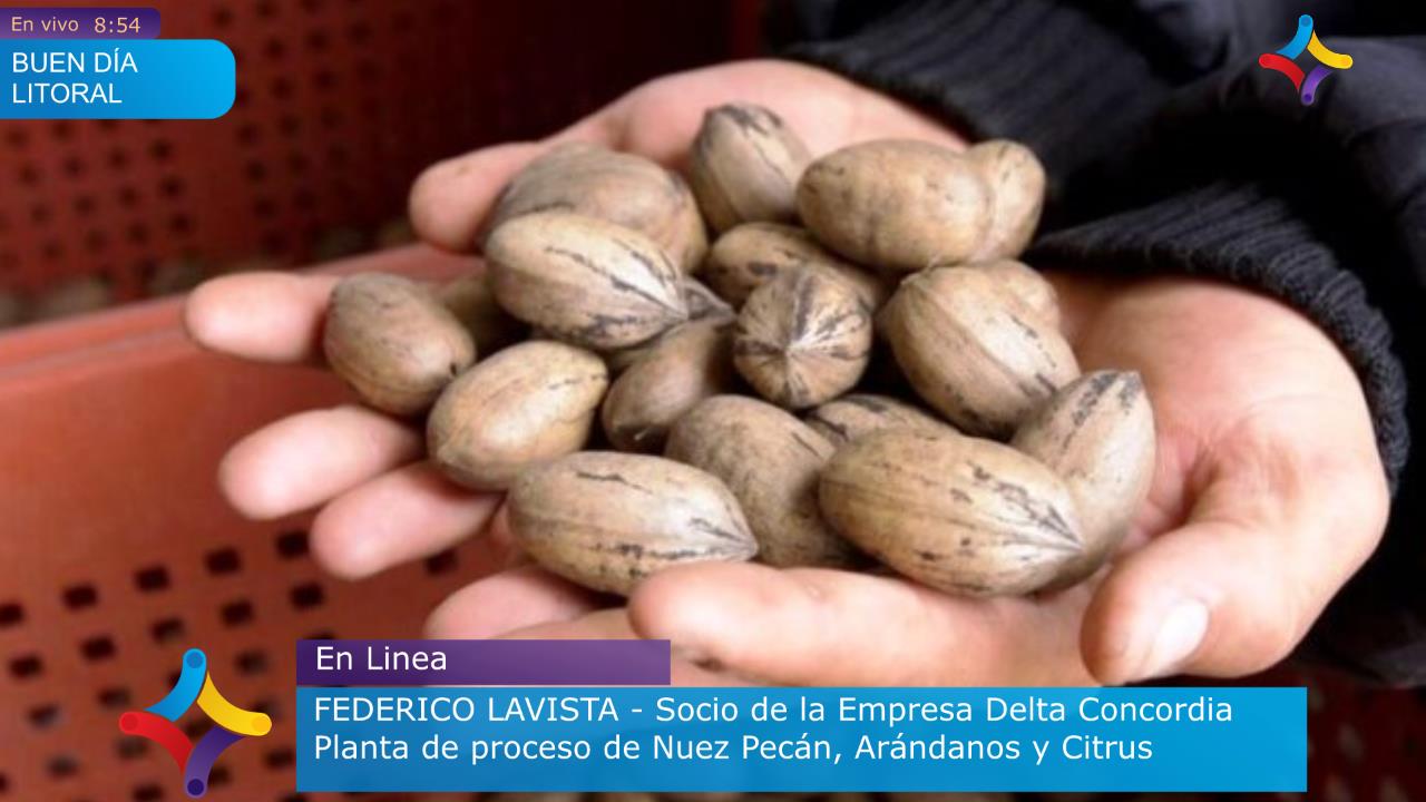 Nuez Pecán: La reina de los frutos secos Nuez Pecán: La reina de los frutos secos
