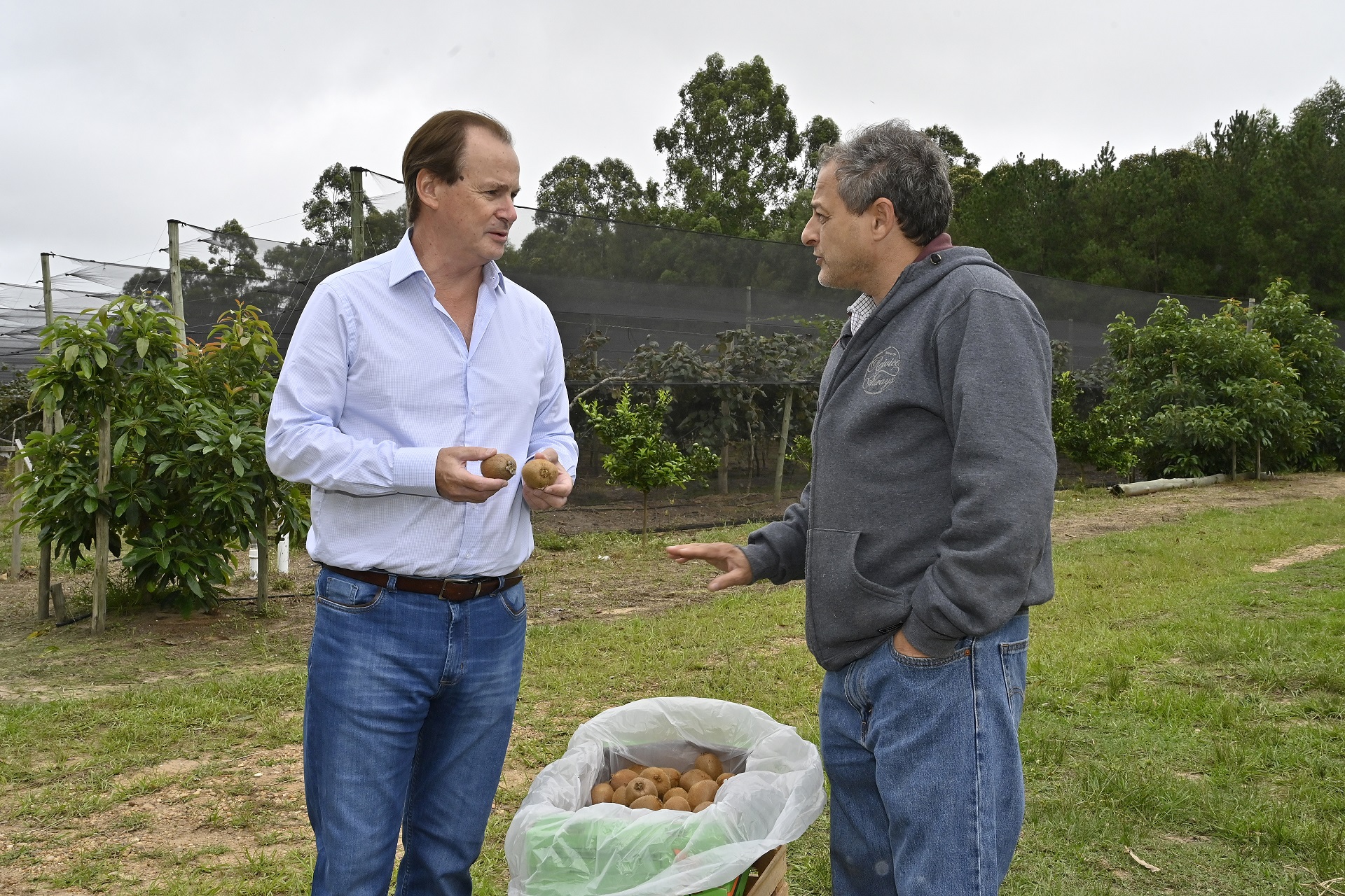 Bordet recorrió la primera cosecha de kiwis de Entre Ríos Bordet recorrió la primera cosecha de kiwis de Entre Ríos