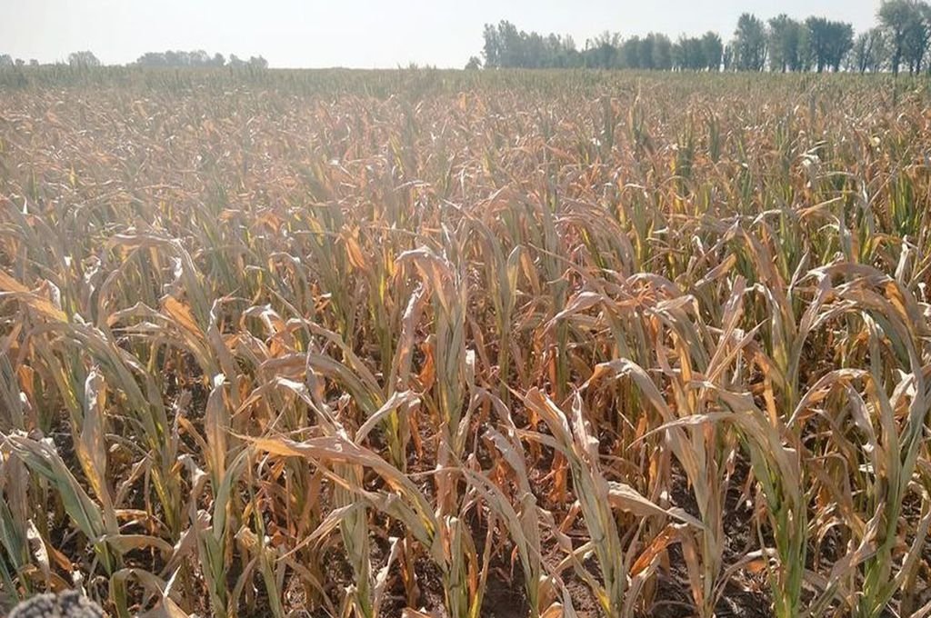 Más de 400 productores accederán a los beneficios de la emergencia agropecuaria Más de 400 productores accederán a los beneficios de la emergencia agropecuaria