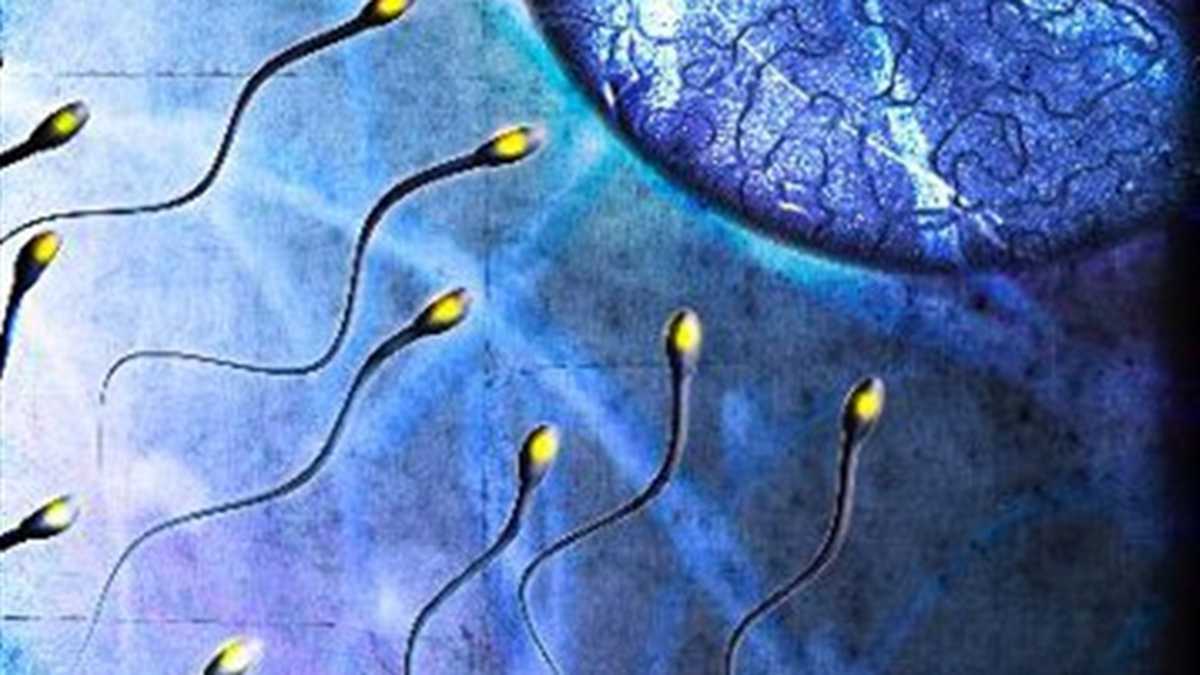 El COVID puede alterar la fertilidad de los hombres El COVID puede alterar la fertilidad de los hombres