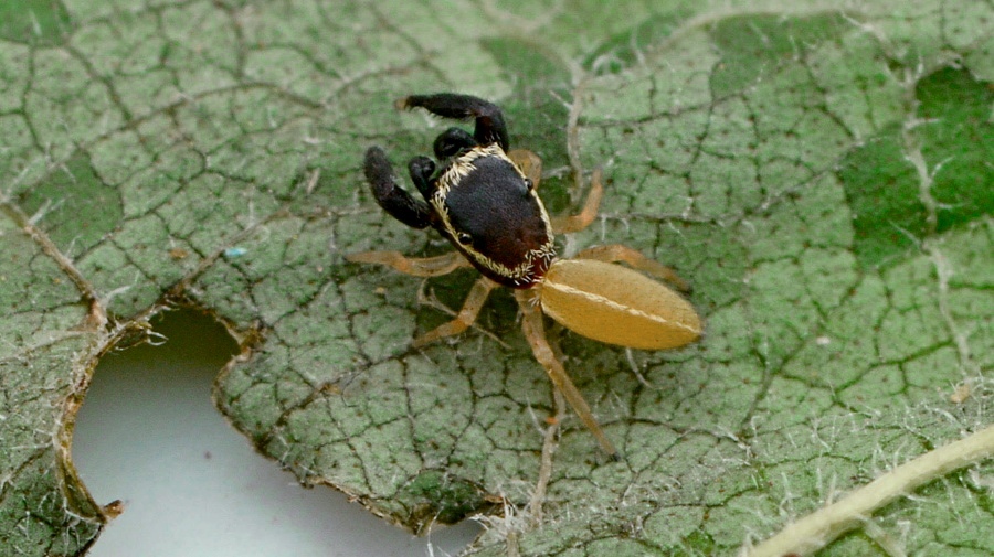 «Patoruzito», la nueva especie de araña descubierta en Misiones
