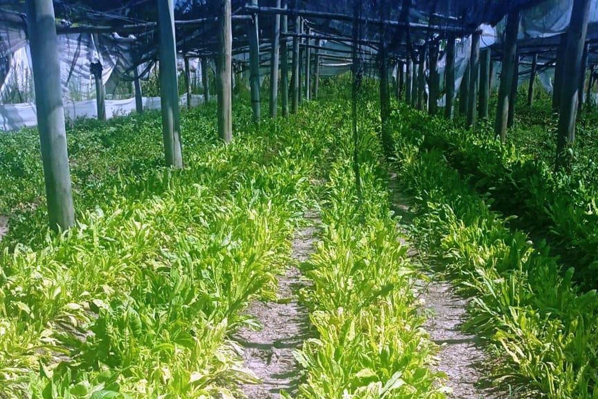 Conformaron la Asociación Civil Productores del Parque Hortícola Municipal