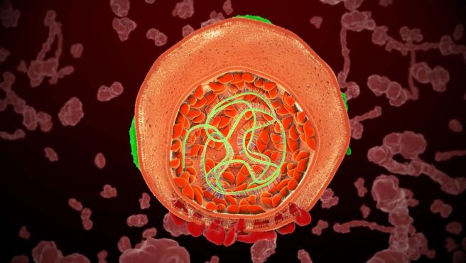 ¿La nueva hepatitis tiene relación con el Covid-19? ¿La nueva hepatitis tiene relación con el Covid-19?