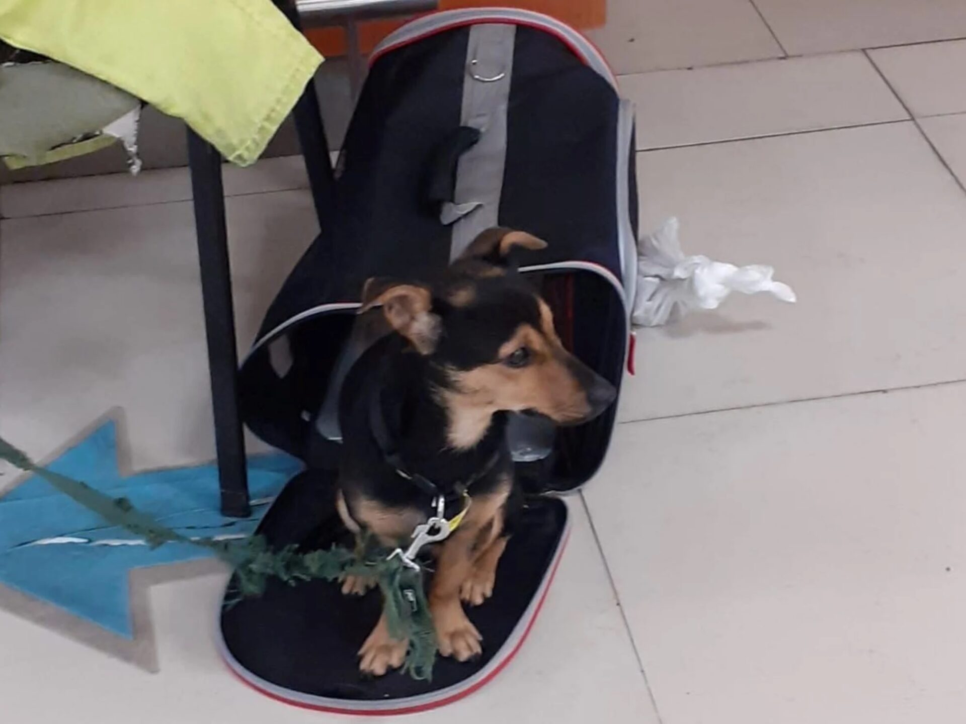 Coco recibirá la antirrábica y tras una cuarentena podrá quedarse en el país Coco recibirá la antirrábica y tras una cuarentena podrá quedarse en el país