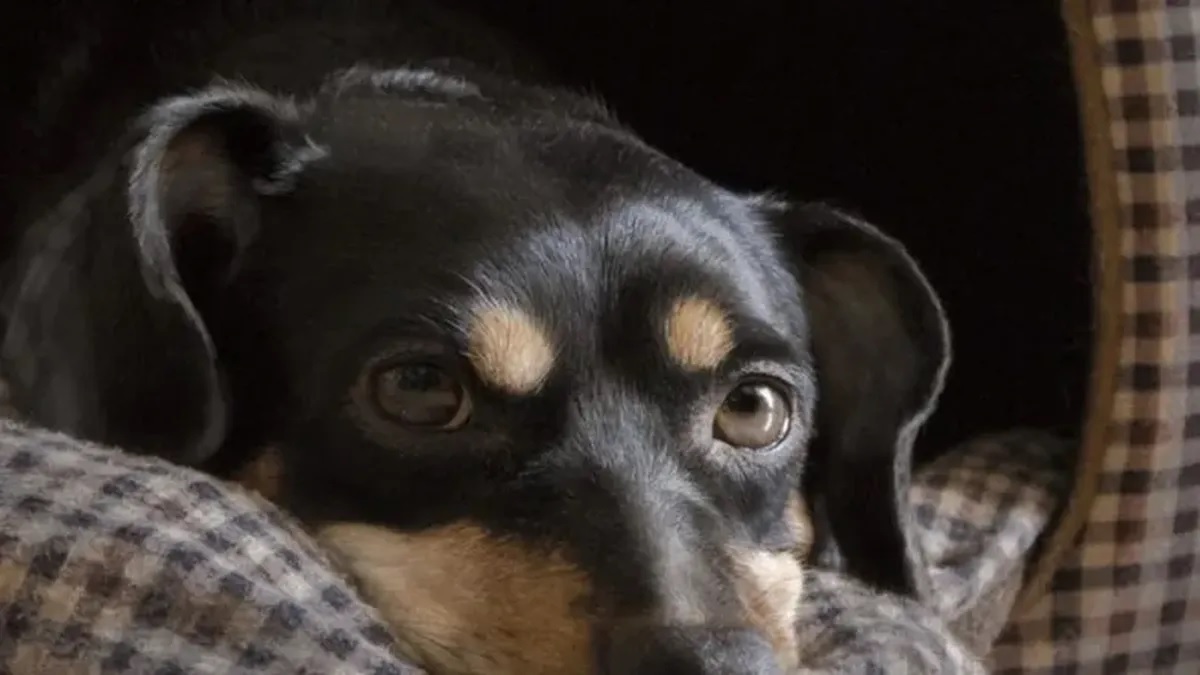 Cuáles son los requisitos para el ingreso con perros y gatos al país