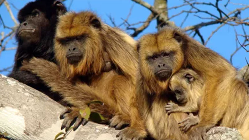 Peligro de extinción: proponen declarar Monumento Natural a los monos aulladores