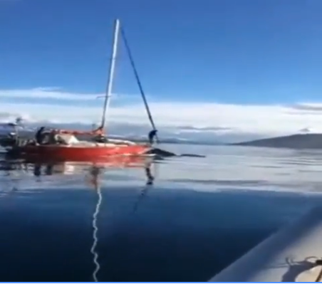 Un velero embistió a una ballena en el Canal de Beagle y una ONG los denunciará