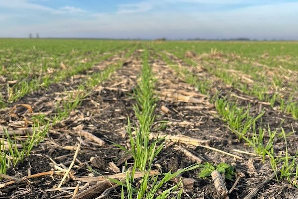 Se sembró el 50% del Trigo en Entre Ríos