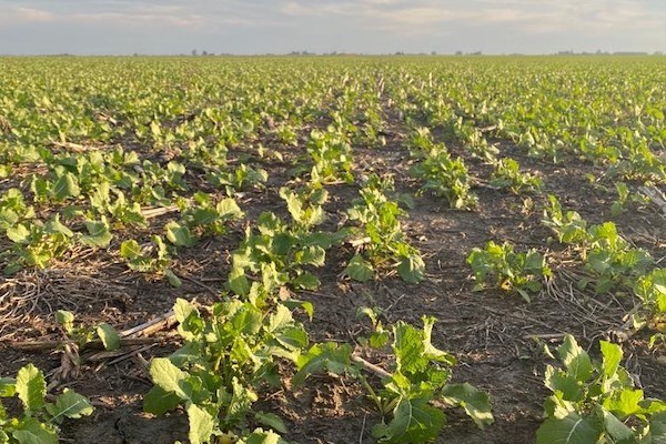Lotes implantados en fechas tardías presentan baja tasa de crecimiento