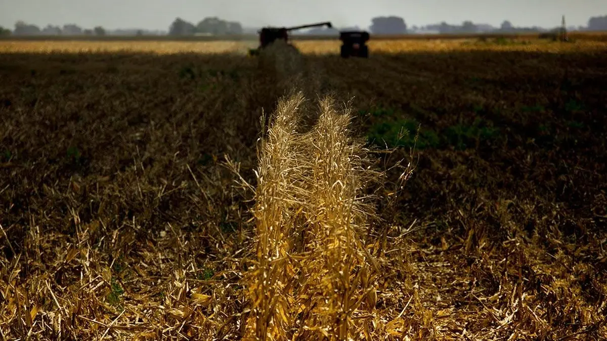 Trigo: la sequía complica la siembra del cultivo clave para el ingreso de dólares en verano