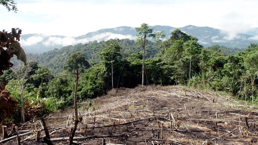 La deforestacin en la selva amaznica brasilea se duplic con respecto al promedio de 20092018
