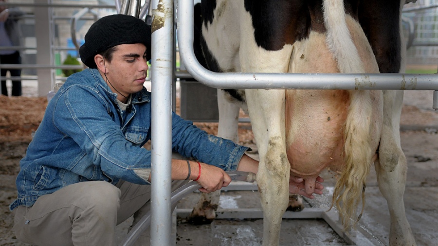 Santa Fe, Córdoba y Buenos Aires concentran el 90% del ganado dedicado a la producción tambera Santa Fe, Córdoba y Buenos Aires concentran el 90% del ganado dedicado a la producción tambera