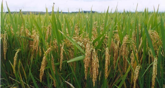 Arroz: el rinde promedio es el máximo registro de los últimos 22 años Arroz: el rinde promedio es el máximo registro de los últimos 22 años
