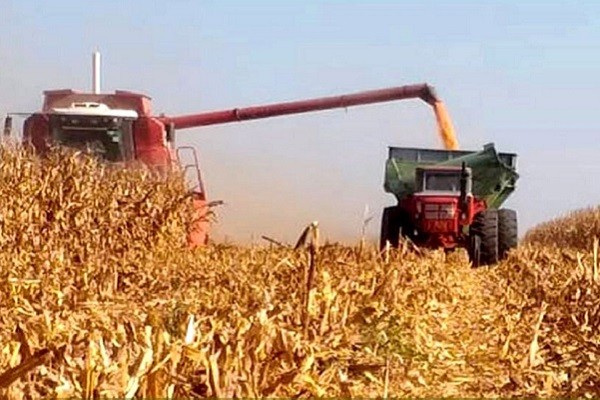 El rinde de maíz de fechas tardías casi duplica al del maíz de primera El rinde de maíz de fechas tardías casi duplica al del maíz de primera