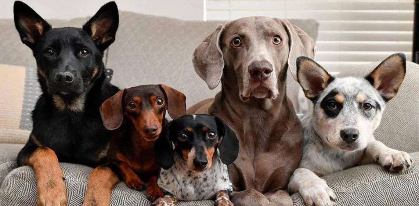 Día mundial del perro: ¿Por qué se celebra el 21 de julio?