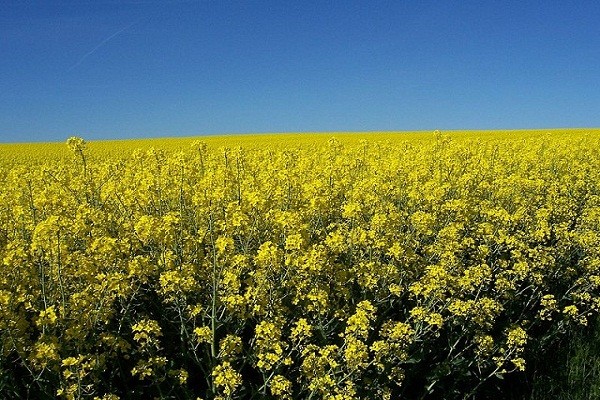 Colza y carinata: El 68% de lo sembrado se encuentra entre muy bueno y bueno