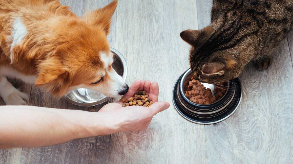En 60 días faltarían alimentos para perros y gatos, entre otros animales En 60 días faltarían alimentos para perros y gatos, entre otros animales