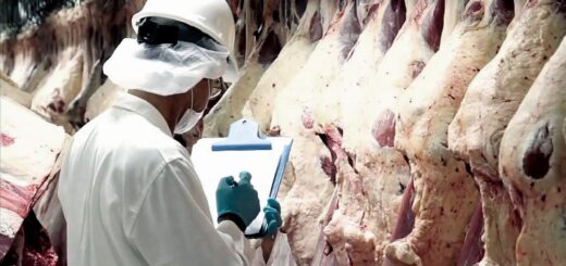 En el primer semestre de 2022 el cerdo en pie acumuló una suba inferior al 15% En el primer semestre de 2022 el cerdo en pie acumuló una suba inferior al 15%