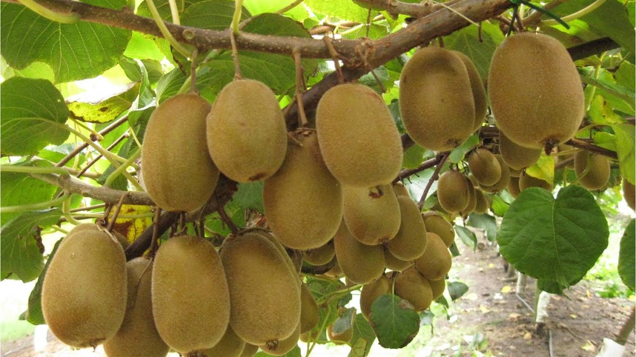 El INTA Concordia promociona la plantación de Kiwis