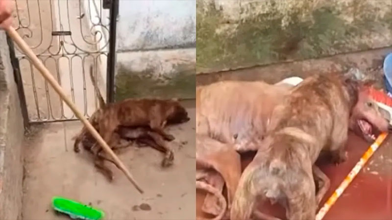 Le entregaba a su pitbull perros galgos como alimento Le entregaba a su pitbull perros galgos como alimento