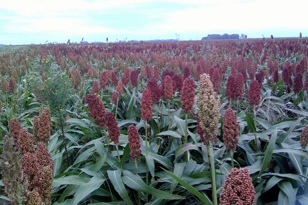 La producción de sorgo caería un 37 % en relación al ciclo anterior