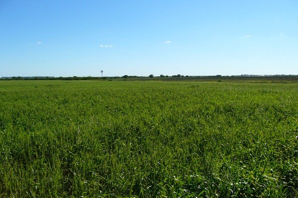 Finalizan las labores de siembra de trigo en Entre Ríos