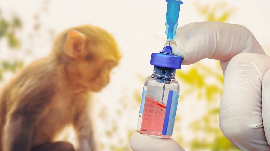 La Unión Europea autorizó el uso de la vacuna Imvanex contra la viruela del mono La Unión Europea autorizó el uso de la vacuna Imvanex contra la viruela del mono
