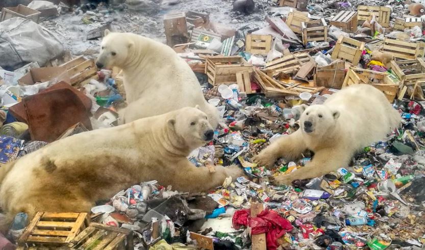 Las secuelas ambientales del COVID-19 pondrán en peligro durante decenas, si no cientos, de años a la vida silvestre / (Foto:Captura)