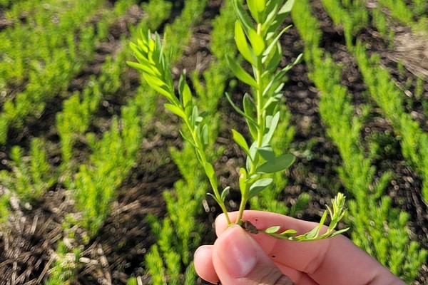Lino: Adecuada densidad de plantas y buen desarrollo