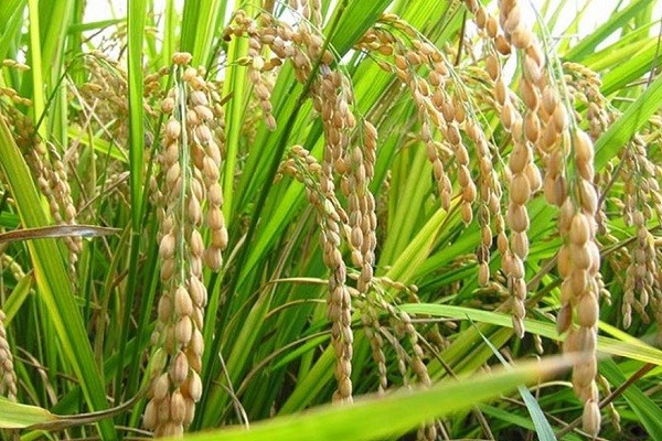 La producción nacional de arroz fue de 1.419.100 toneladas La producción nacional de arroz fue de 1.419.100 toneladas