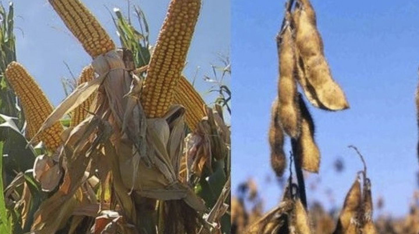 Una estimación de productores provocó el derrumbe del precio de la soja y la suba del maíz en Chicago Una estimación de productores provocó el derrumbe del precio de la soja y la suba del maíz en Chicago